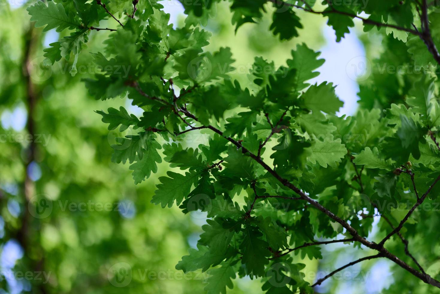 carvalho folhas fechar-se, verde Primavera árvore coroa luz solar foto