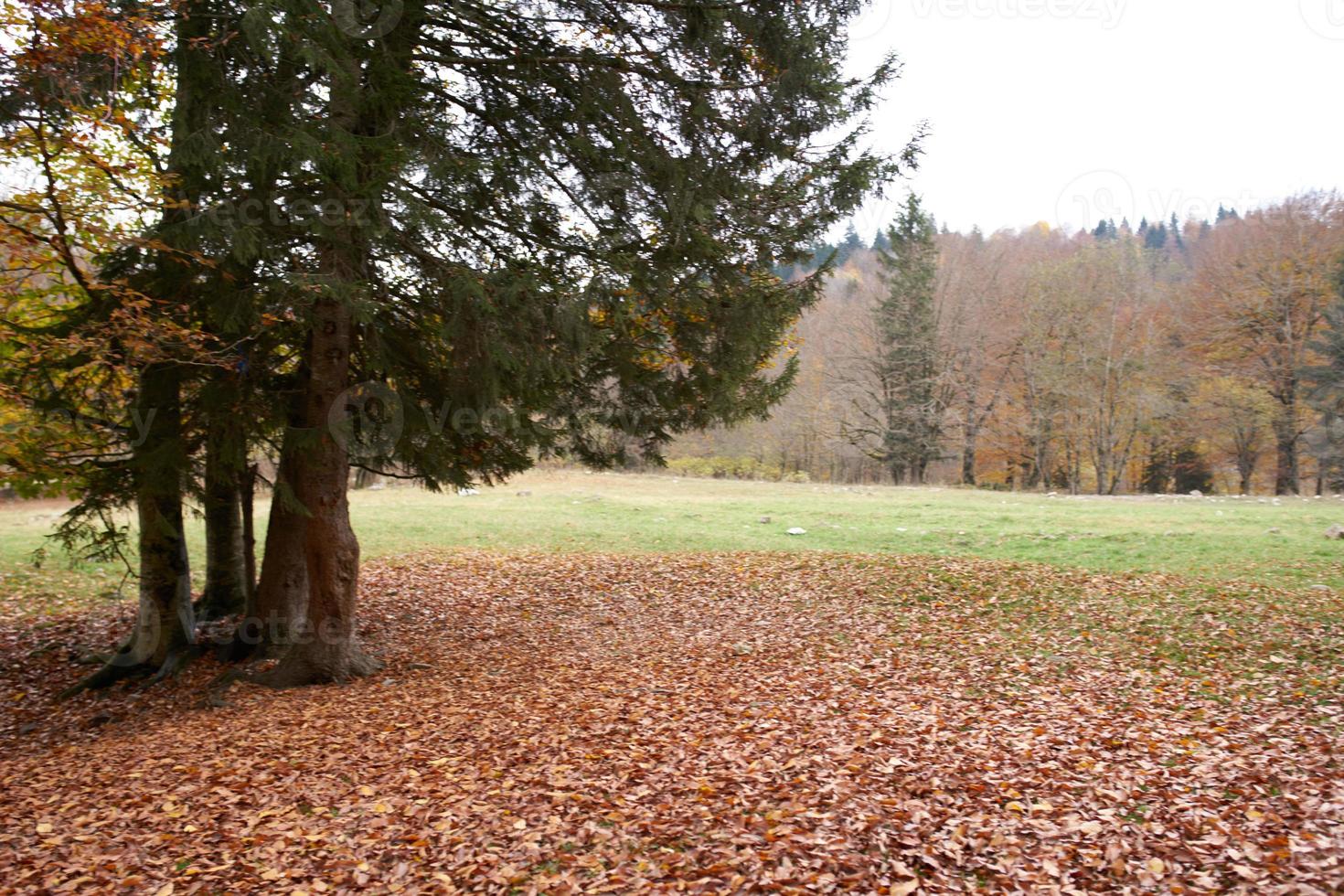 outono panorama parque floresta caído folhas alta árvores fresco ar foto