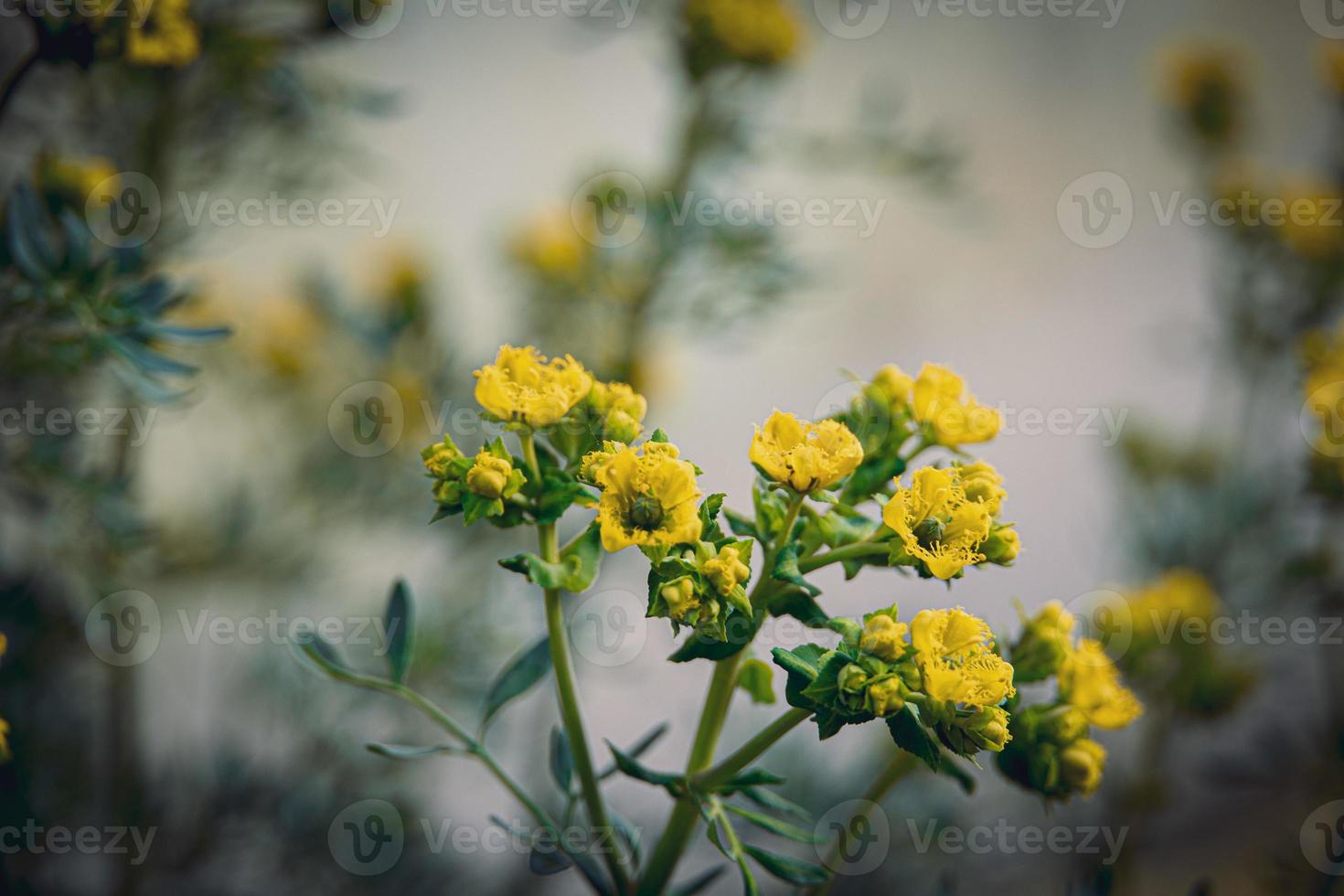 pequeno amarelo Primavera flor em uma fundo do uma verde jardim fechar-se foto