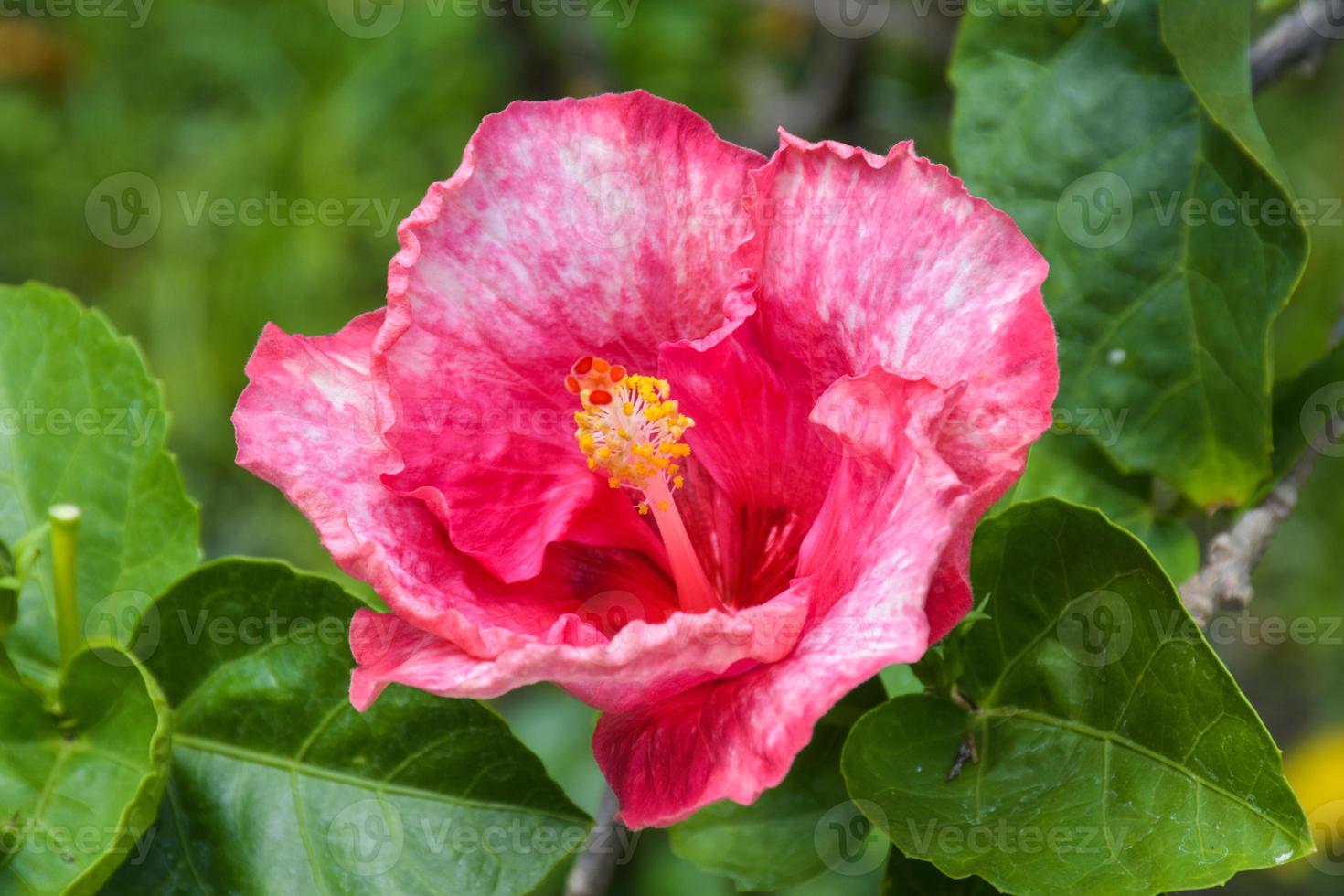 Rosa hibisco flor com lindo pétalas e pólen florescendo dentro a jardim do Bangkok, Tailândia foto