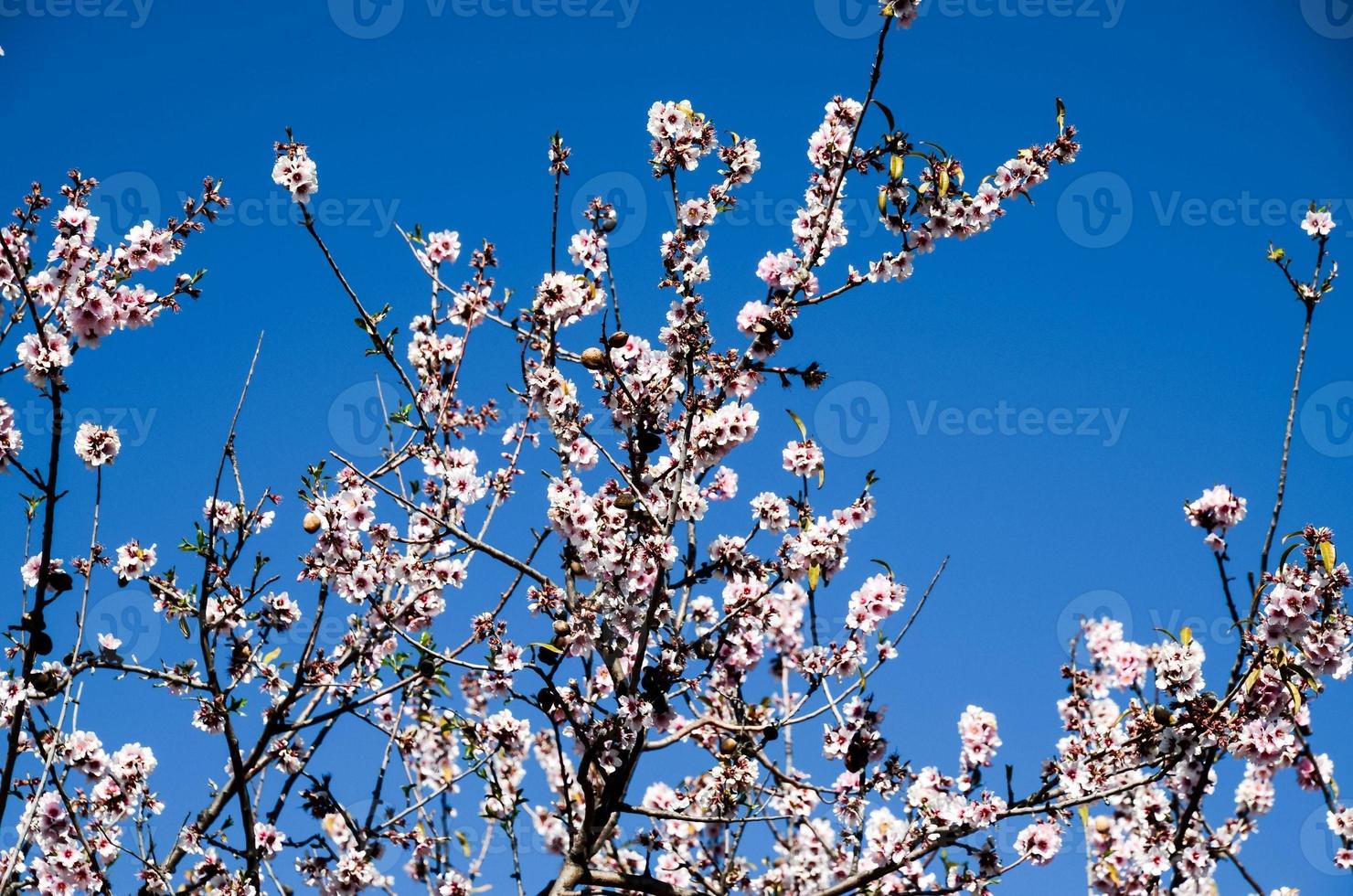 fundo com flores foto