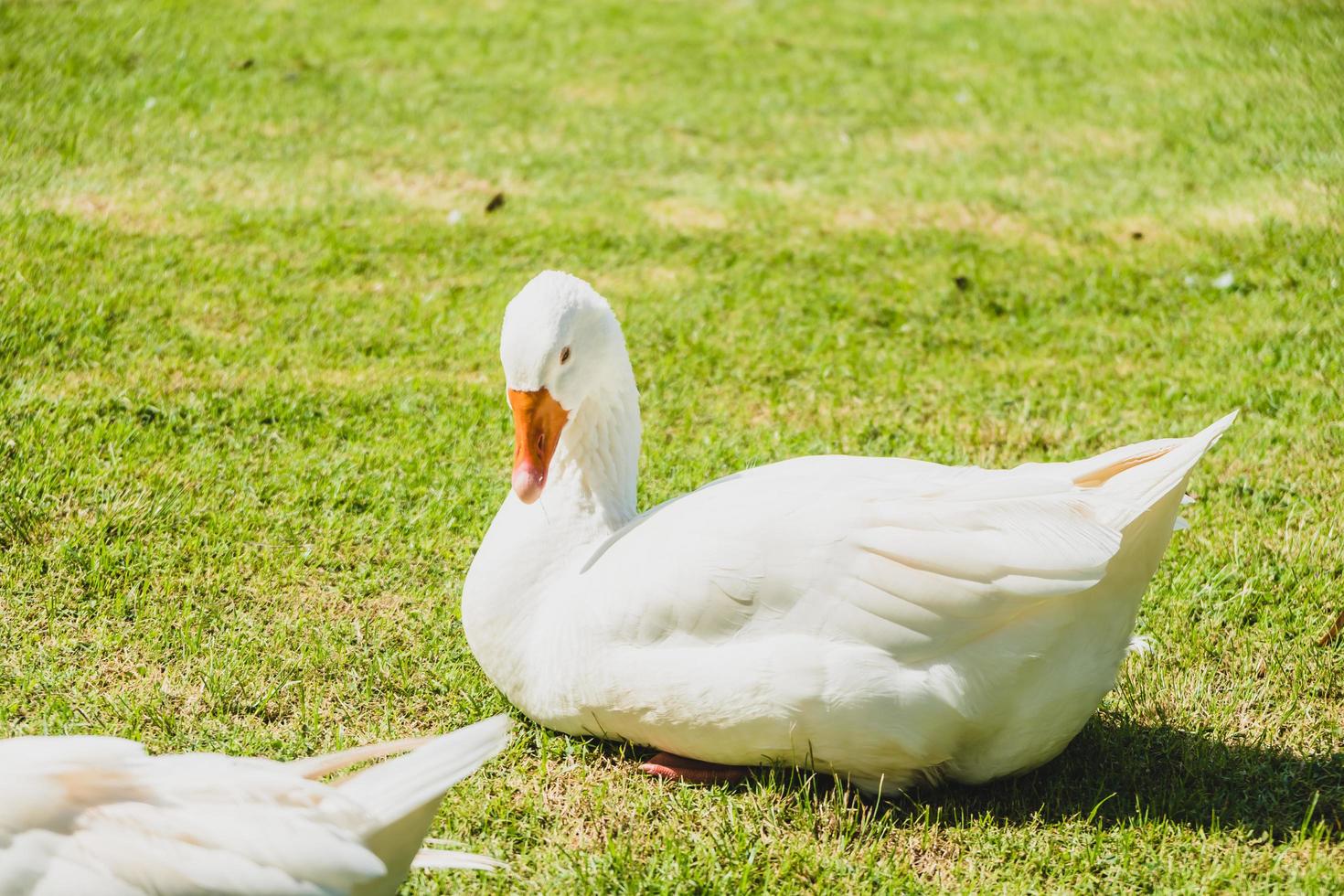 ganso branco em campo verde foto