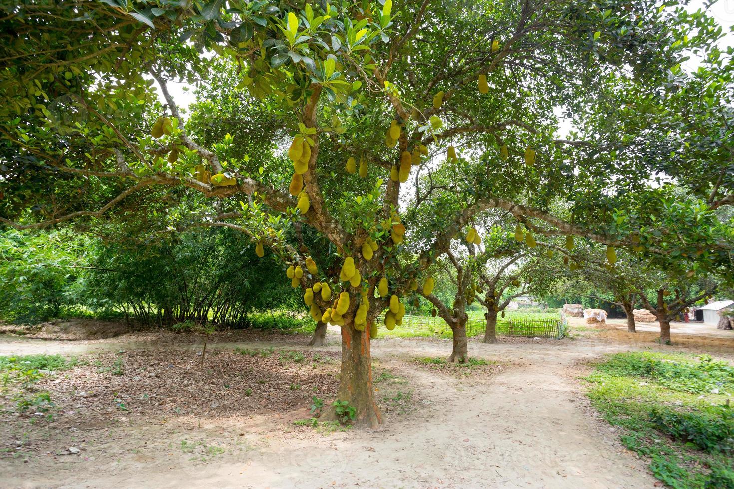 uma ampla escala do jacas suspensão em a árvore. Jaca é a nacional fruta do Bangladesh. isto é uma sazonal verão Tempo fruta. foto
