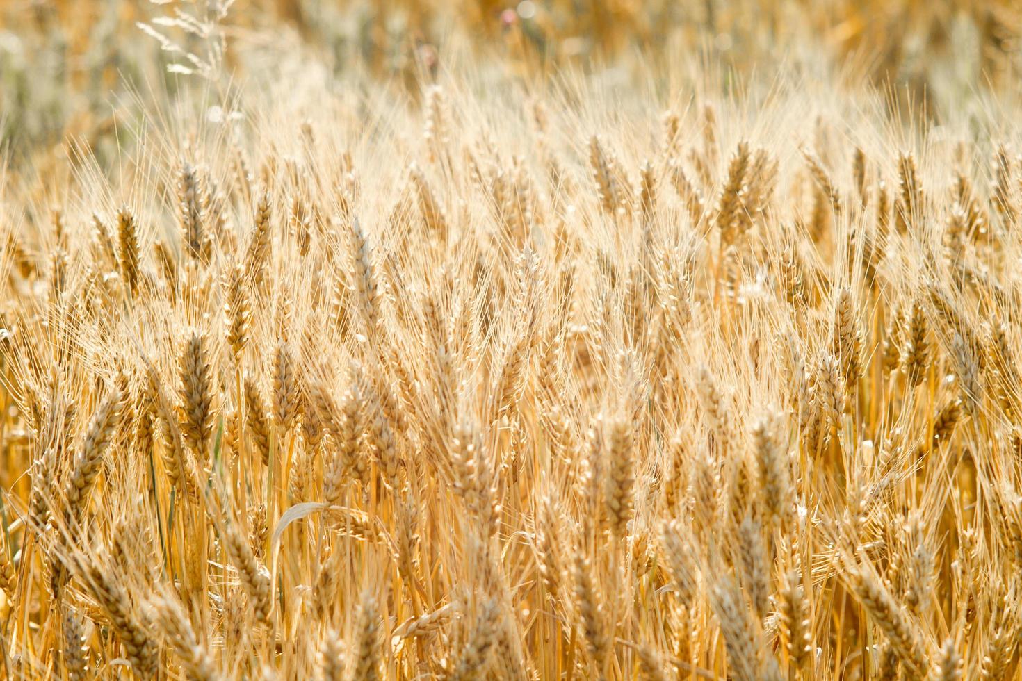 campo de cereal de trigo no final do verão foto