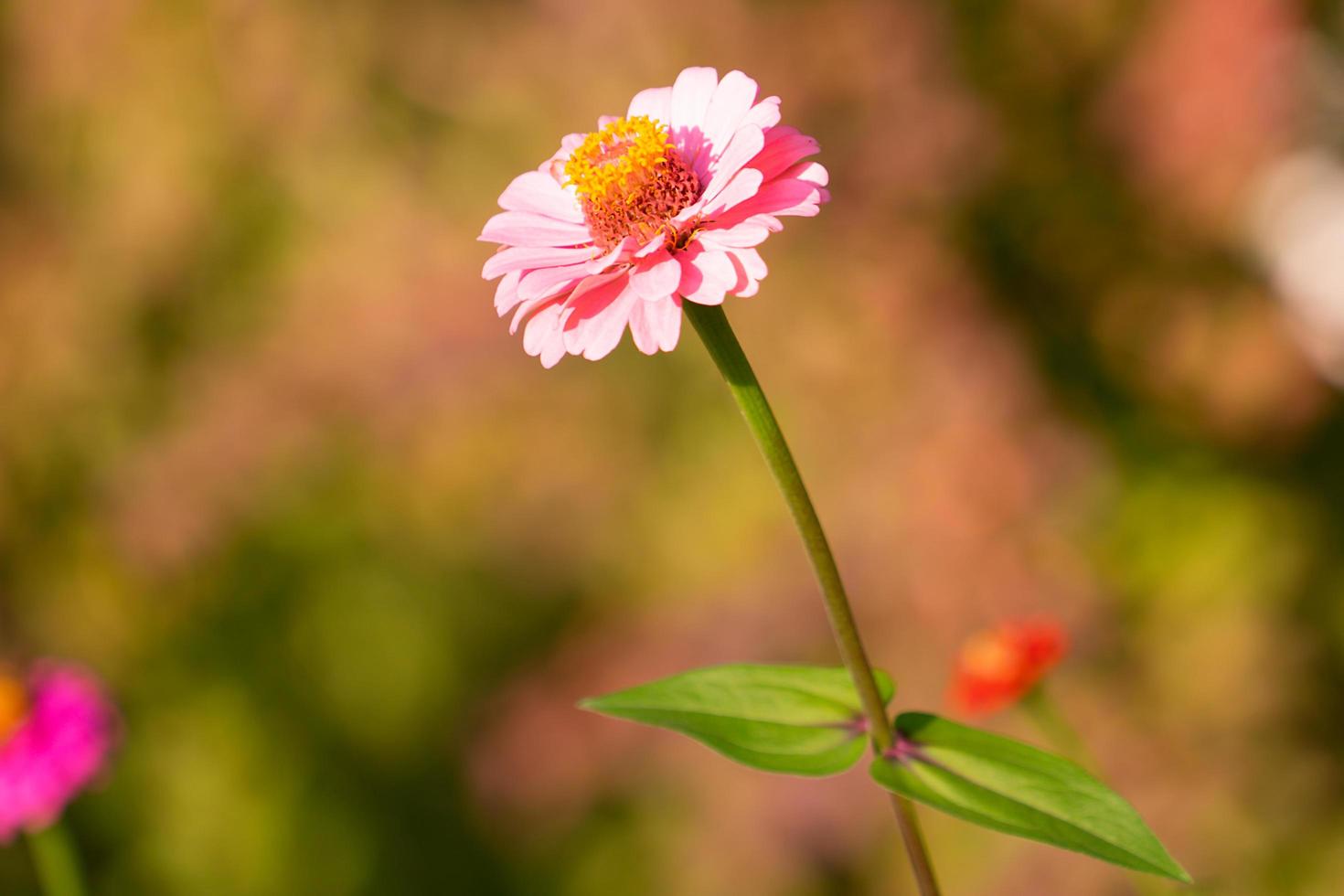 flor de zínia com fundo desfocado no jardim foto