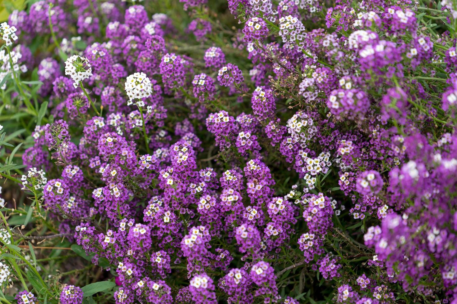 patch de flores lilás foto