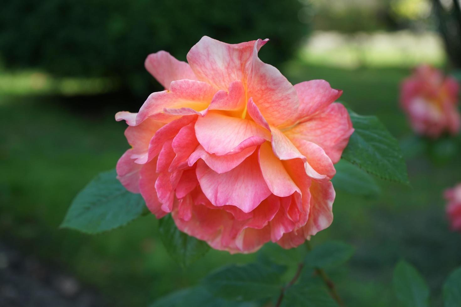 close-up de uma rosa laranja com um fundo verde desfocado foto