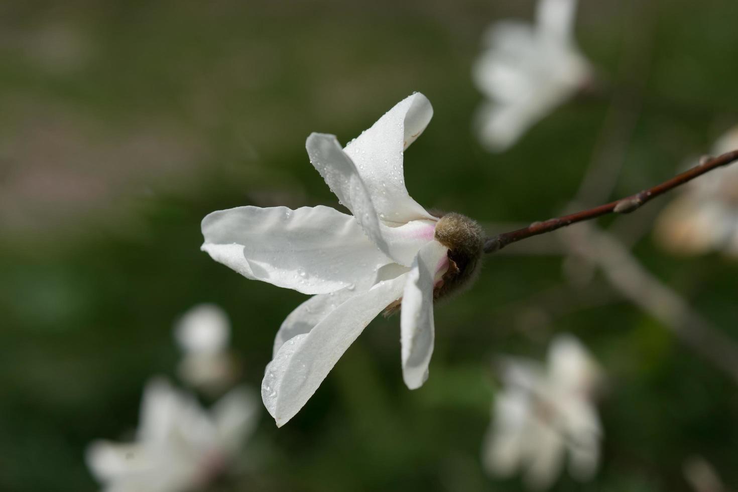 close-up de uma flor de magnólia branca com fundo desfocado foto