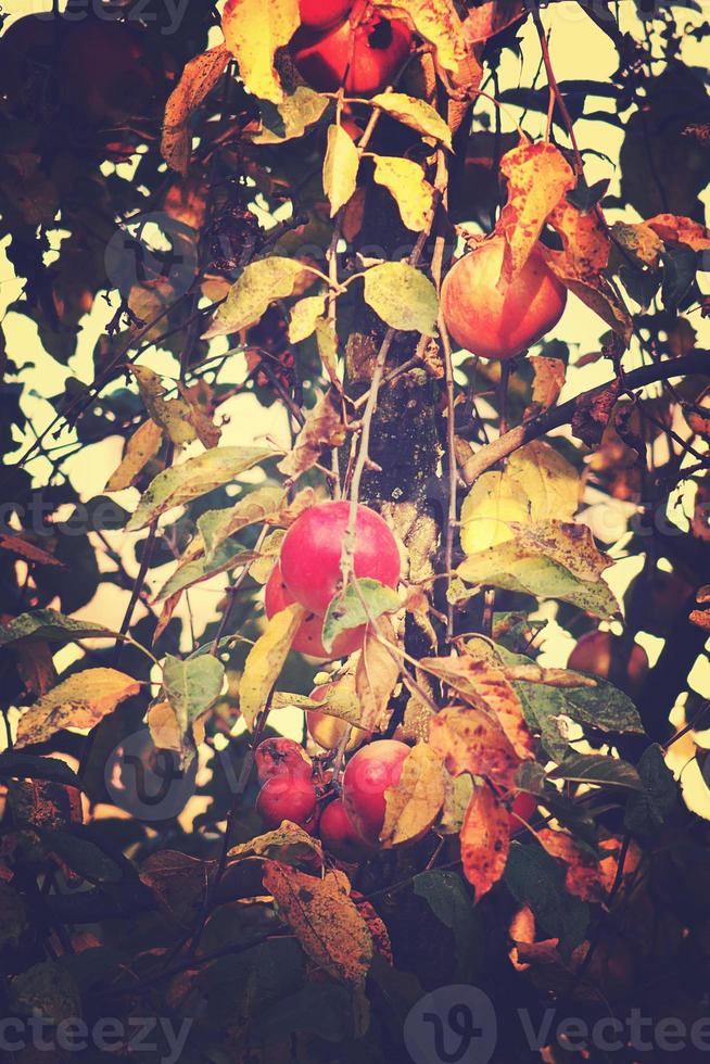 suculento saboroso vermelho maçãs em a outono ramo do maçã árvore dentro a caloroso Sol foto