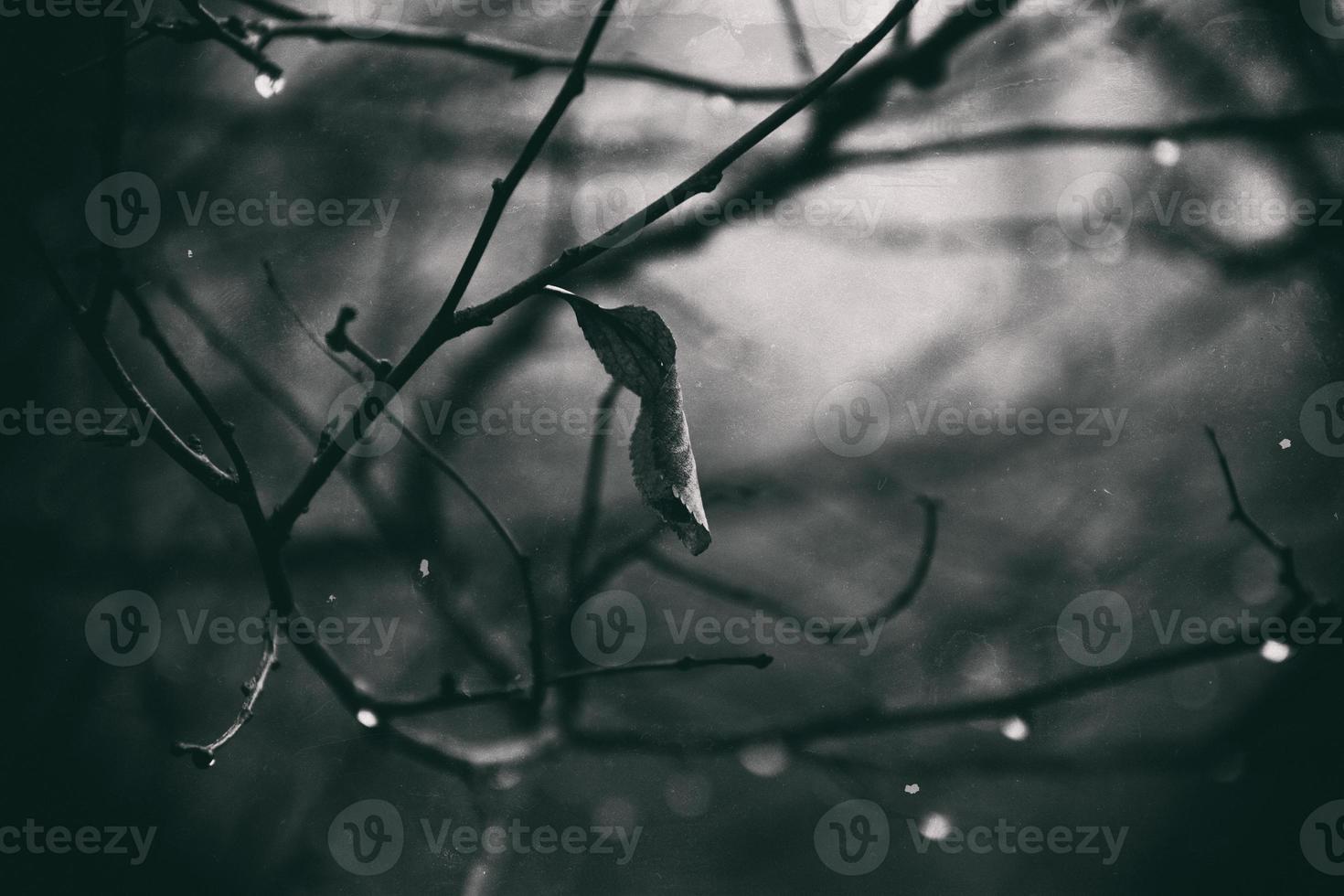 solitário sem folhas árvore galhos com gotas do água depois de uma novembro frio chuva foto