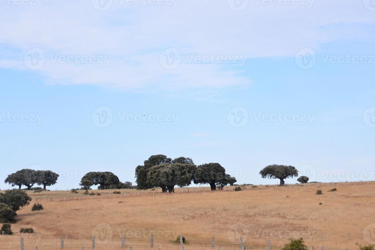 cênico rural panorama foto