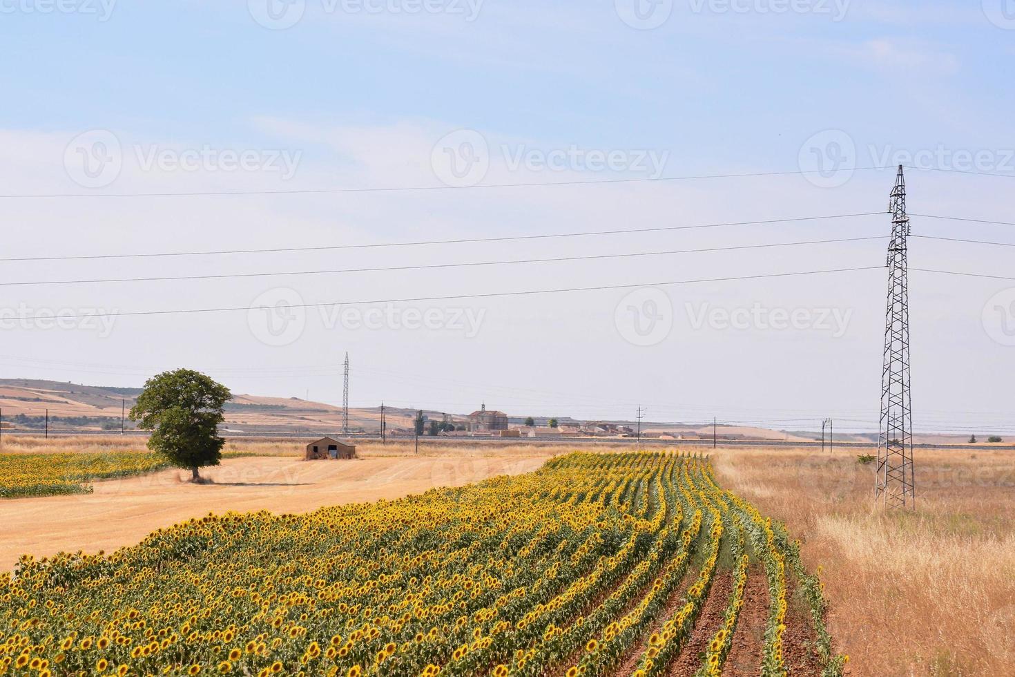 cênico rural panorama foto