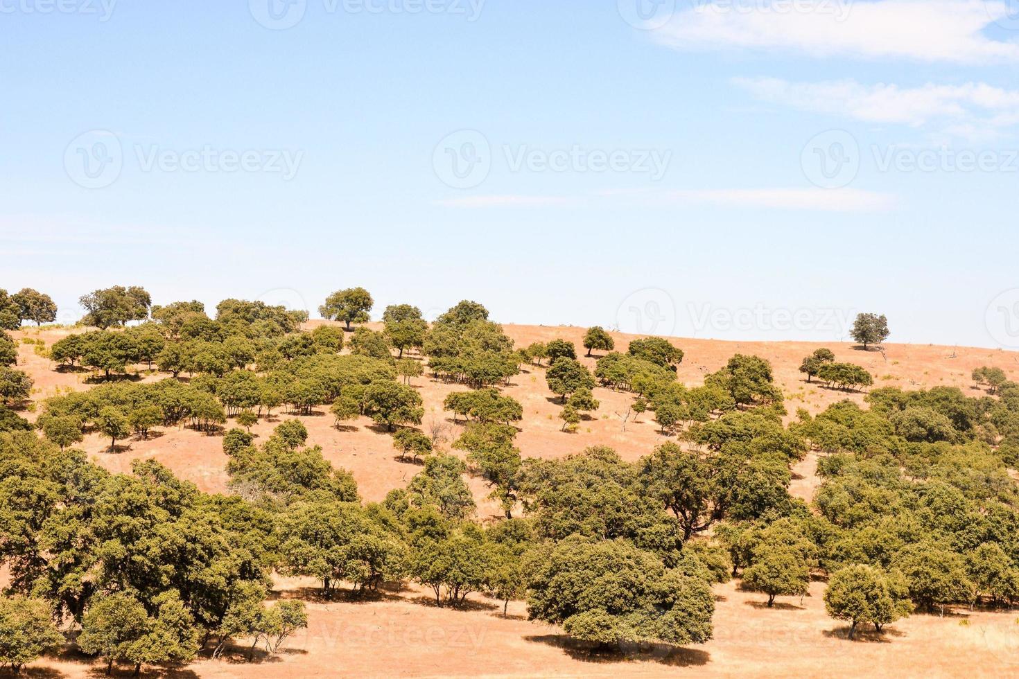 cênico rural panorama foto