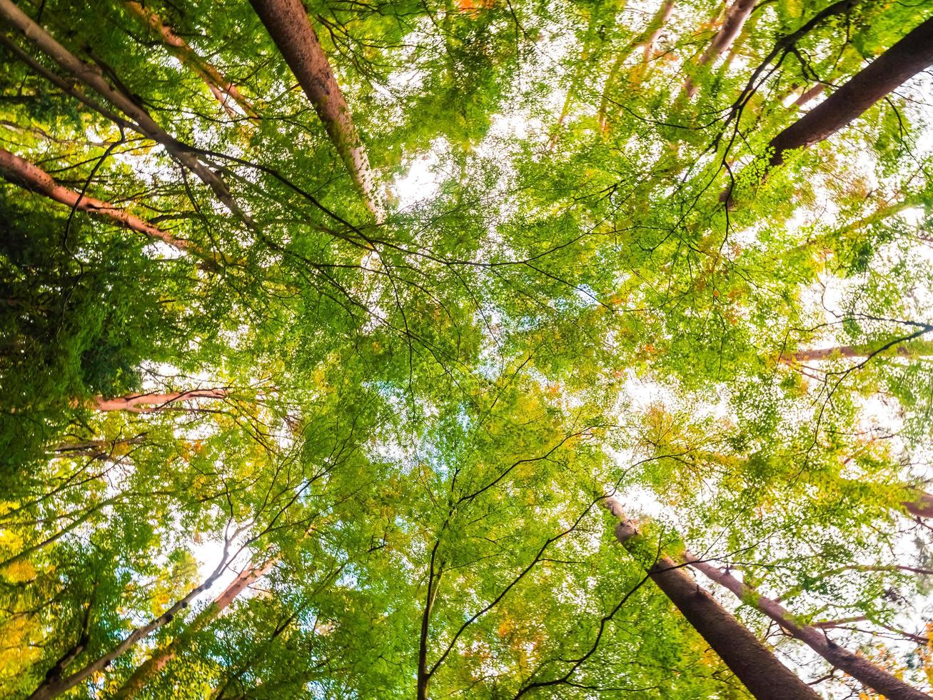 grandes árvores na floresta, vista de anjo baixo foto