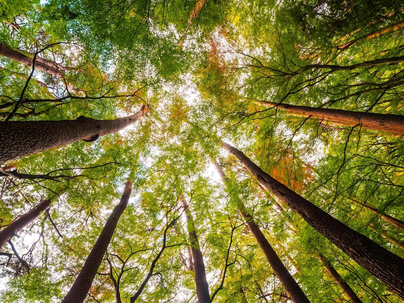 grandes árvores na floresta, vista de anjo baixo foto