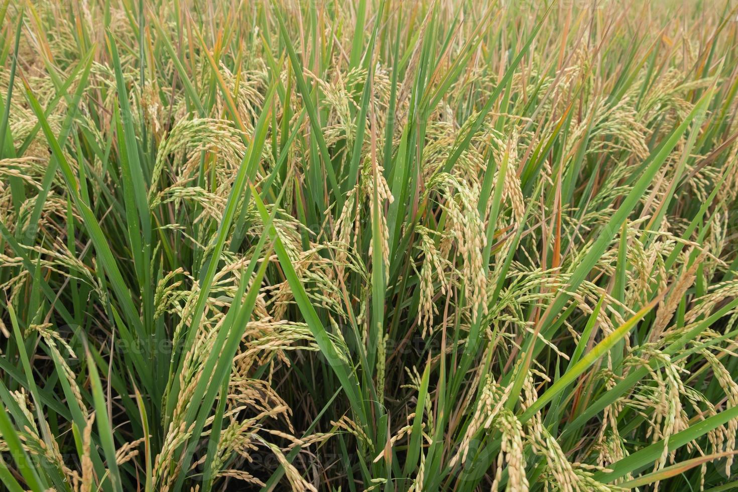 arroz pronto para colheita dentro a campo com natural fundo dentro Indonésia. foto