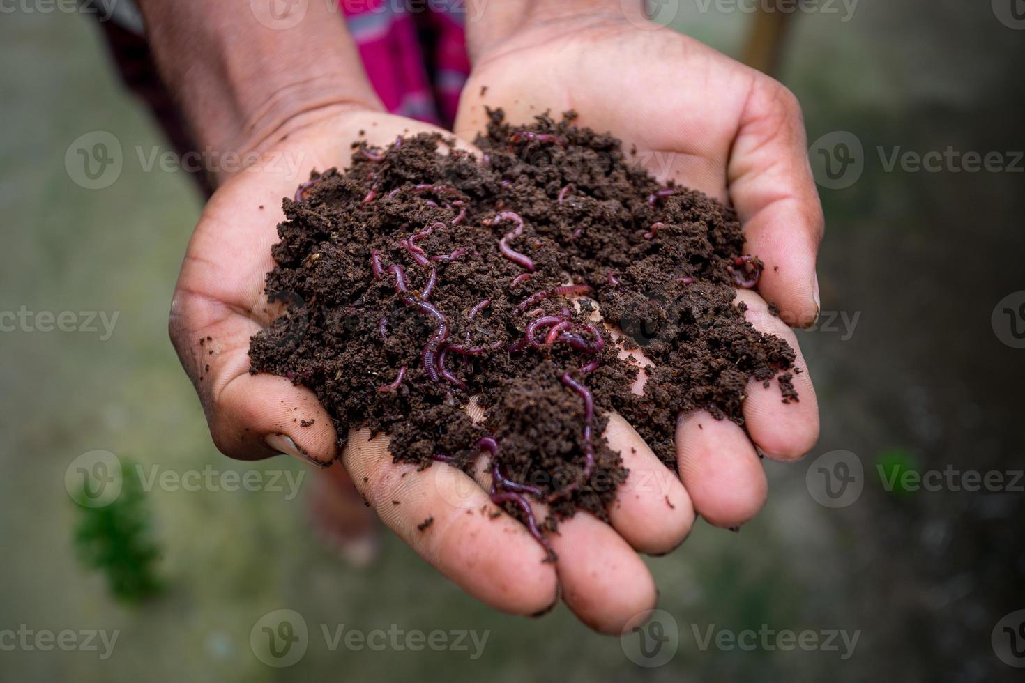 mão segurando composto com vermes vermelhos. uma agricultor mostrando a vermes dentro dele mãos às chuadanga, Bangladesh. foto