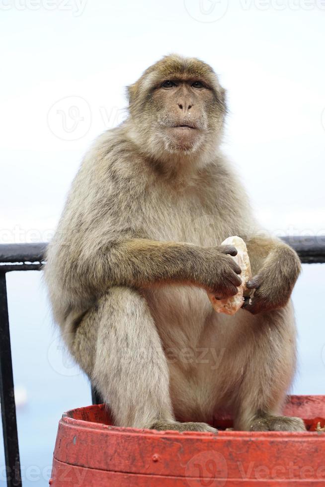solteiro barbary macaque macaco sentado em uma barril e comendo uma lista foto