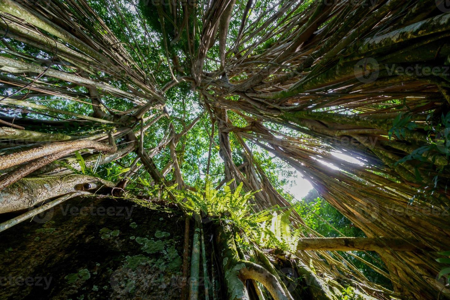 inclinar acima Visão a raiz do banyan árvore foto