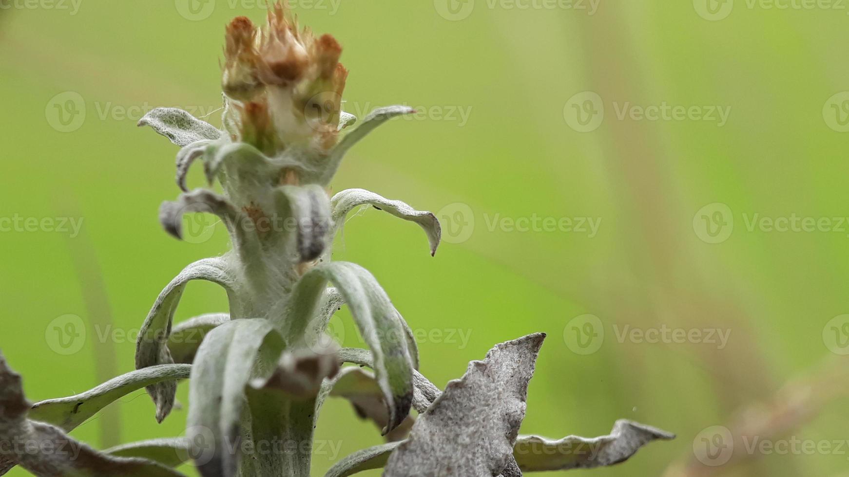 ervas daninhas flor dentro a manhã foto