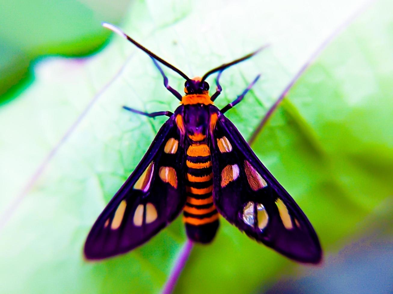 a vespa traça desfocar acima em uma folha. animal macro foto