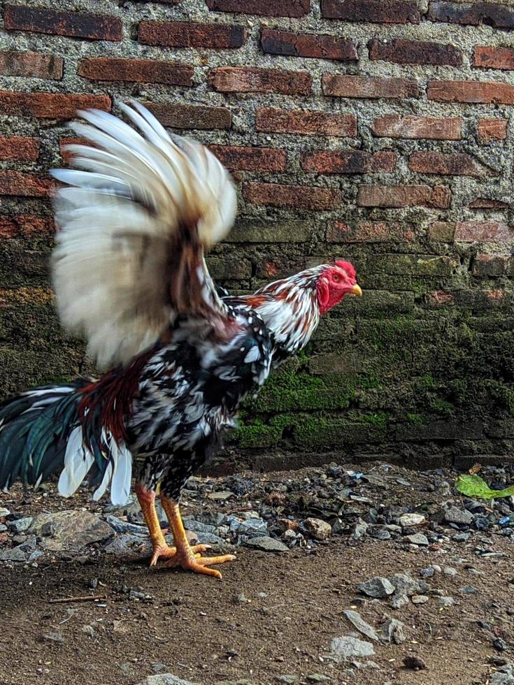 uma jovem galo caminhando dentro a quintal. foto