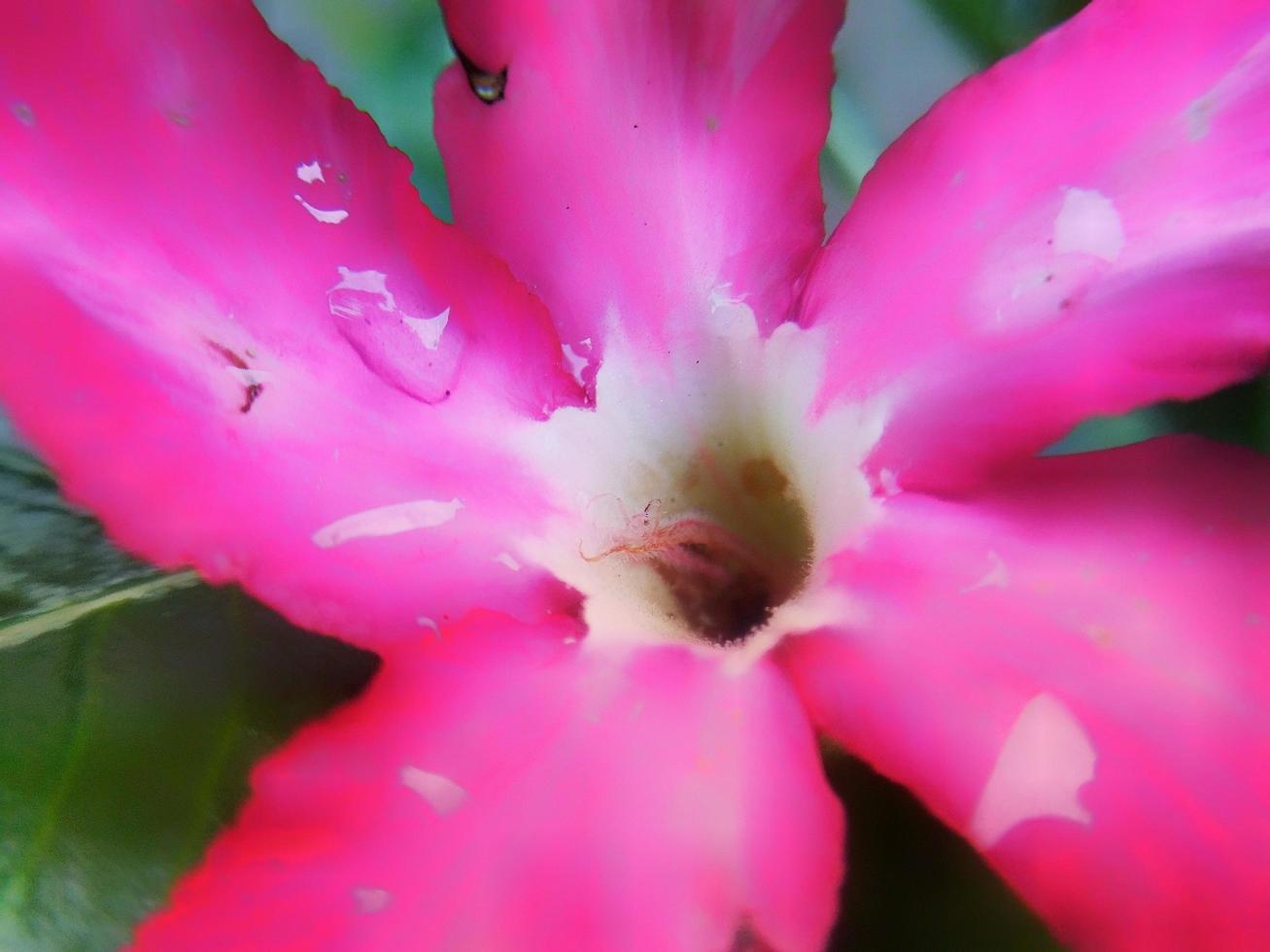 lindo vermelho flor desfocar. flor macro foto