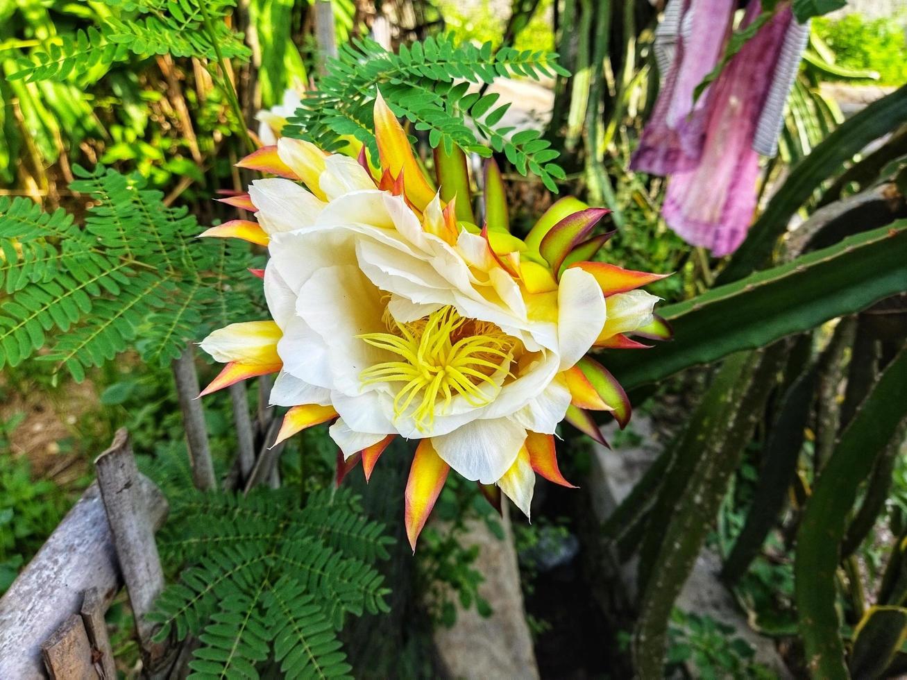 Dragão fruta plantar flores flor durante ensolarado dias. foto