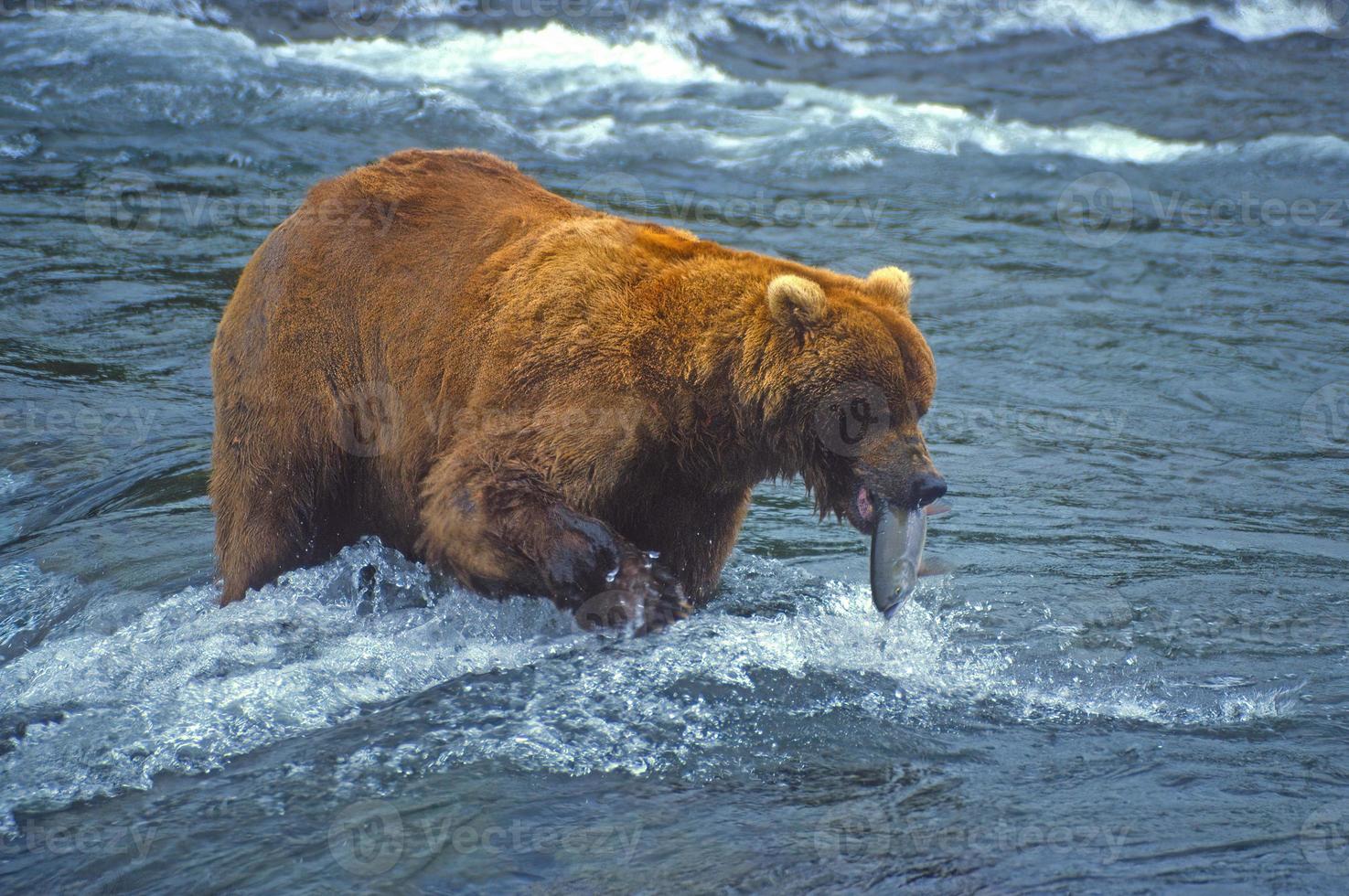 ampla Castanho Urso com uma salmão foto