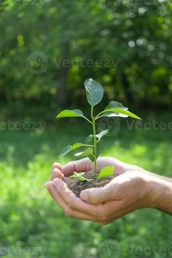 ecologia e jardinagem conceito. natureza vertical fundo. uma plantar dentro mãos em uma verde fundo foto