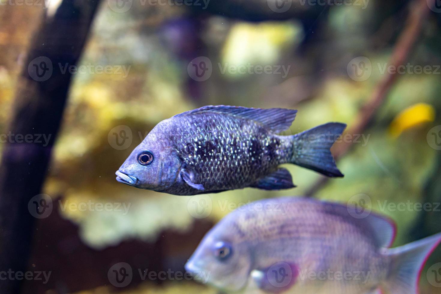 pequeno peixe animal natação dentro a aquário do a jardim zoológico do Zaragoza dentro Espanha em uma Sombrio fundo foto