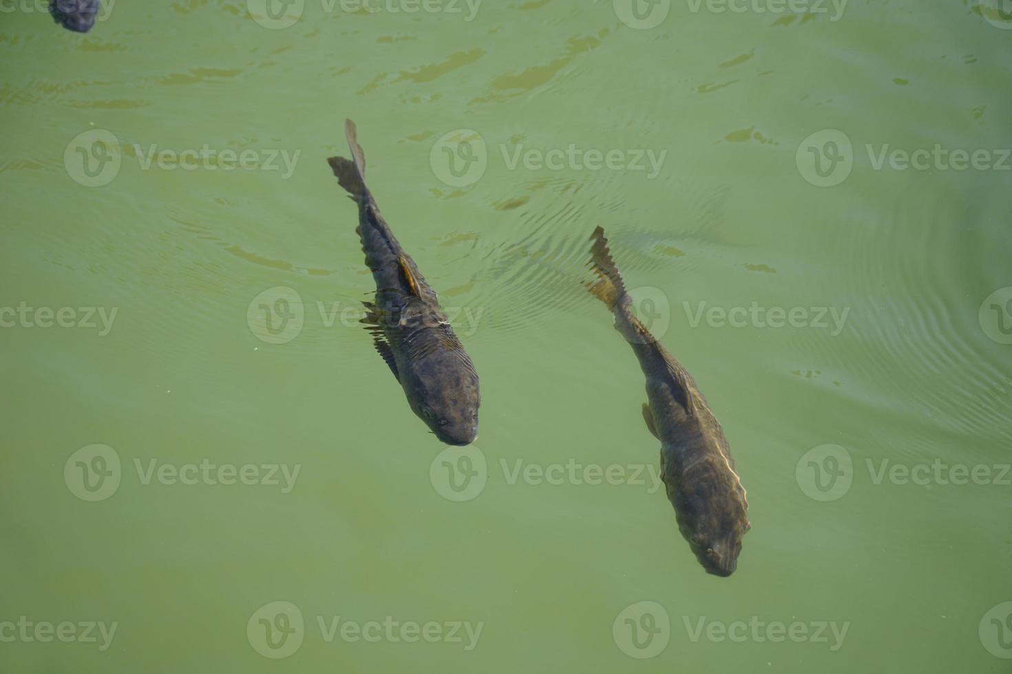 dois peixe natação dentro lagoa - Visão a partir de acima foto