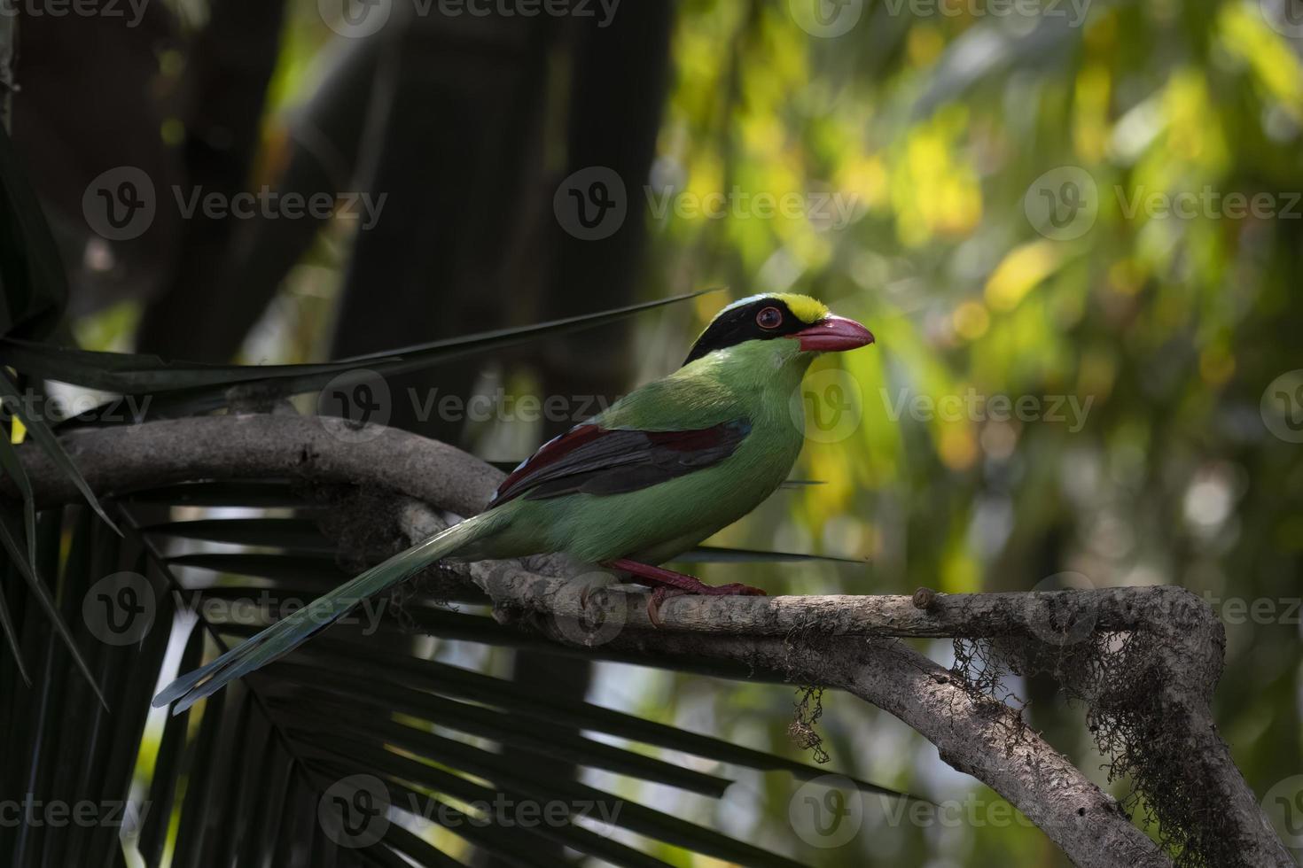 comum verde pega ou cissa chinensis observado dentro latpanchar dentro oeste bengala, Índia foto