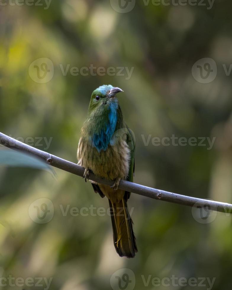 barba azul comedor de abelha ou nyctyornis athertoni visto dentro rongtong dentro oeste Bengala foto