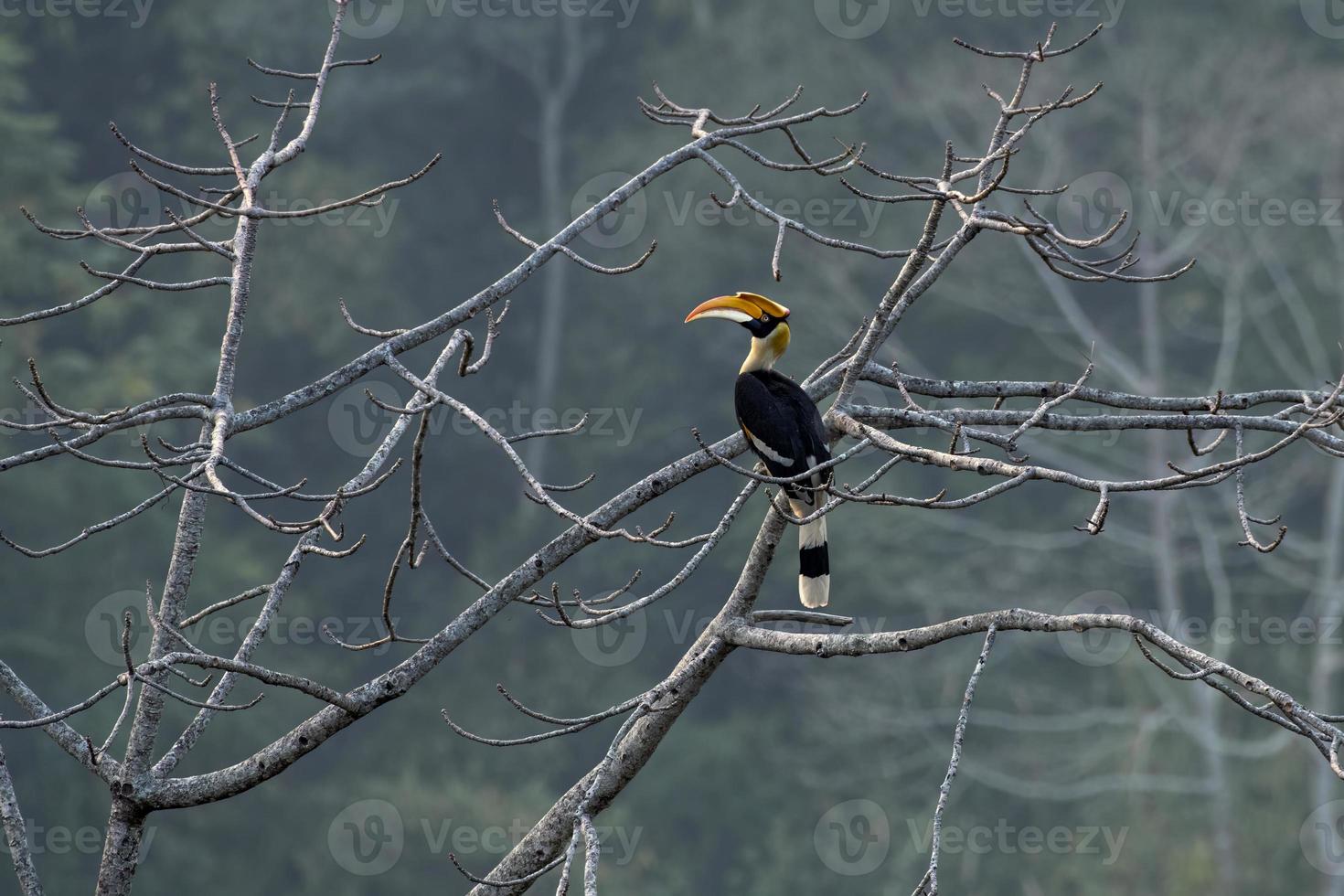 ótimo calau ou buceros bicornis observado dentro rongtong dentro oeste bengala, Índia foto