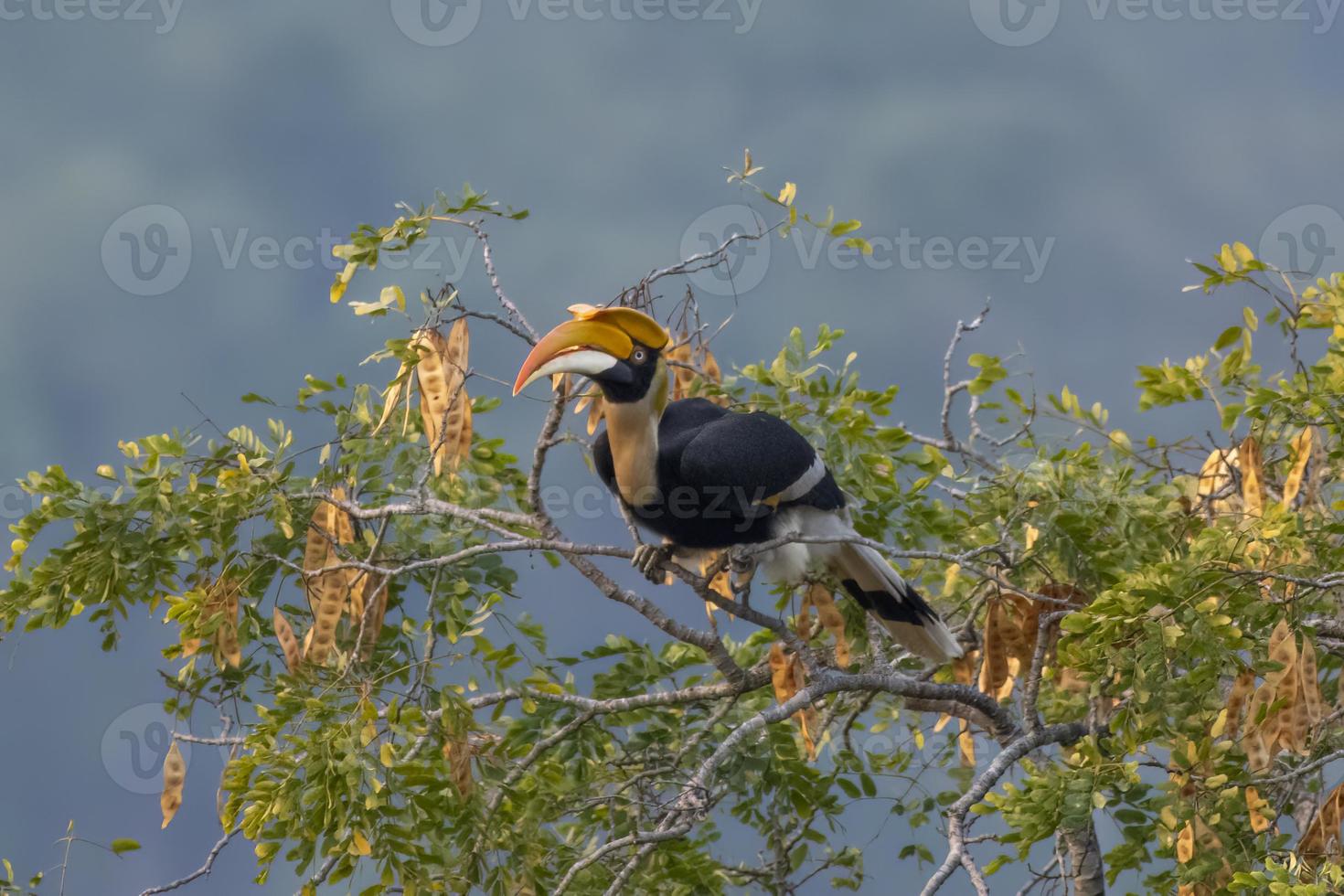 ótimo calau ou buceros bicornis observado dentro rongtong dentro oeste bengala, Índia foto