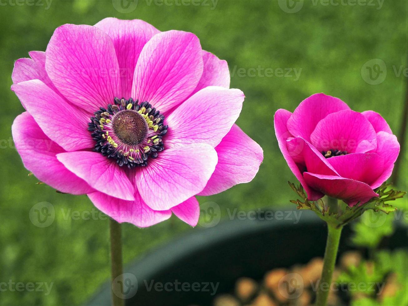 flores de anêmona rosa foto