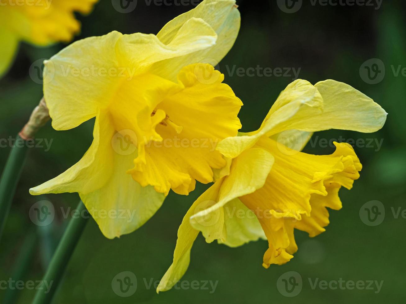 close-up de narcisos foto