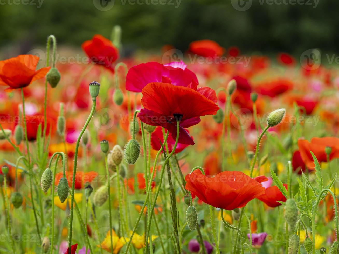 flores vermelhas de papoula foto