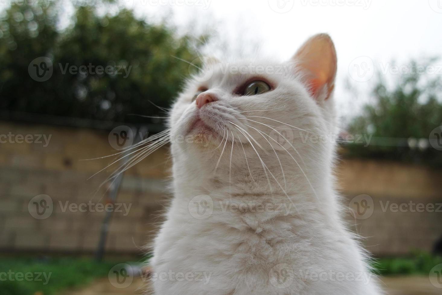 fofa gato é posando às casa jardim foto