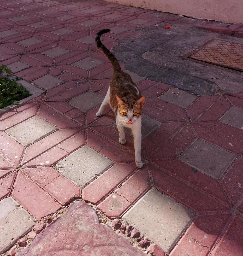 a gato olhando para alguma coisa caminhando em tijolos, marrom gato procurando Comida foto