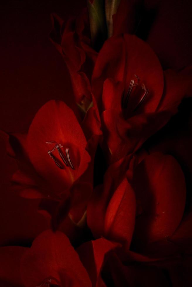 vermelho flor em vermelho fundo foto