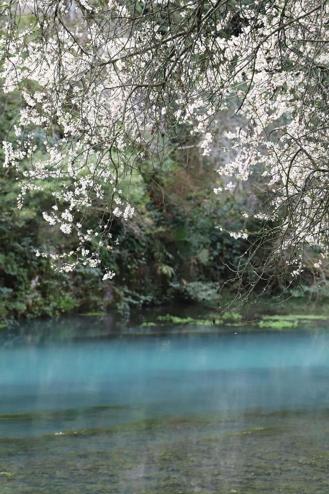 galhos do uma árvore com branco flores aguentar sobre a superfície do uma azul lago dentro a luz solar dentro cedo Primavera. desfocado. macro. foto