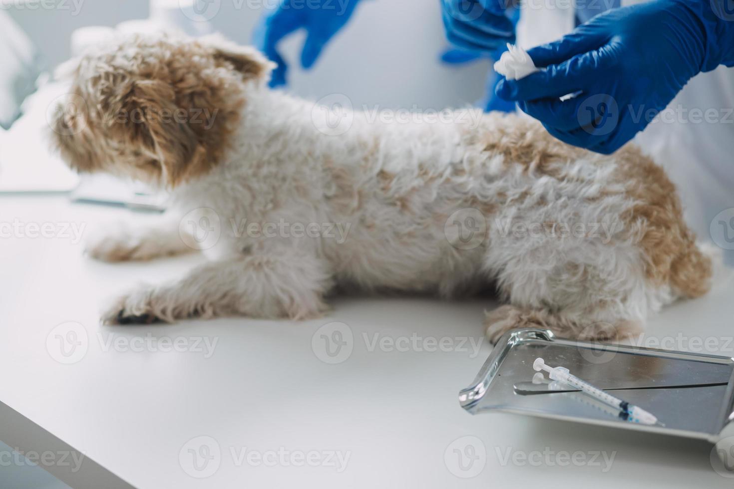 veterinario examinando cachorro e gato. cachorro e gatinho às veterinário doutor. animal clínica. animal Verifica acima e vacinação. saúde Cuidado. foto