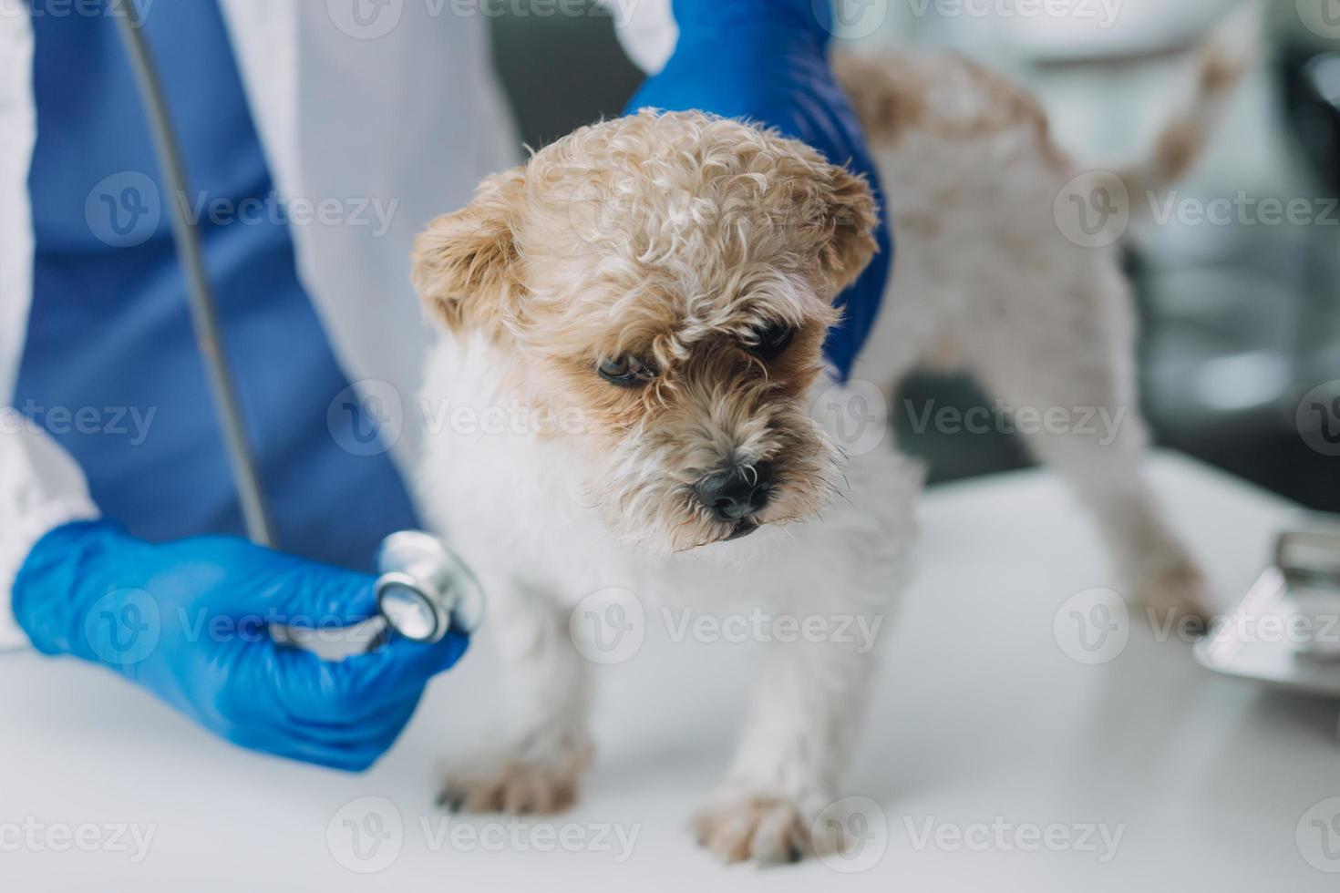 veterinario examinando cachorro e gato. cachorro e gatinho às veterinário doutor. animal clínica. animal Verifica acima e vacinação. saúde Cuidado. foto