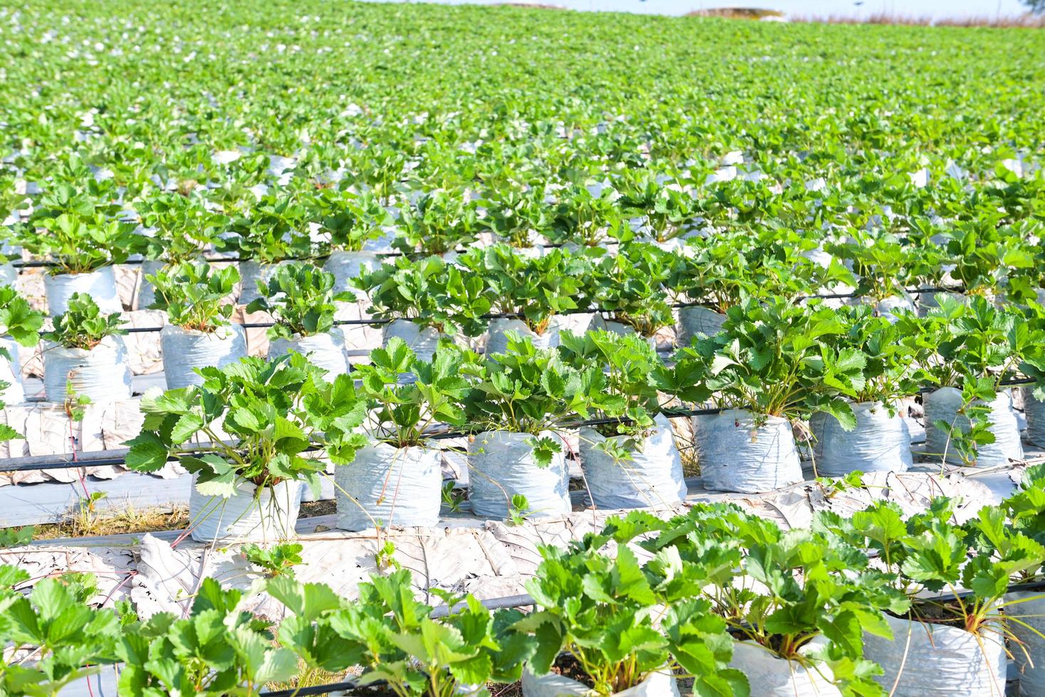 campo de morango verde na montanha colina, fazenda de planta de morango em pote, campo de morango para colheita de morangos jardim de frutas árvore de planta de morango no verão foto