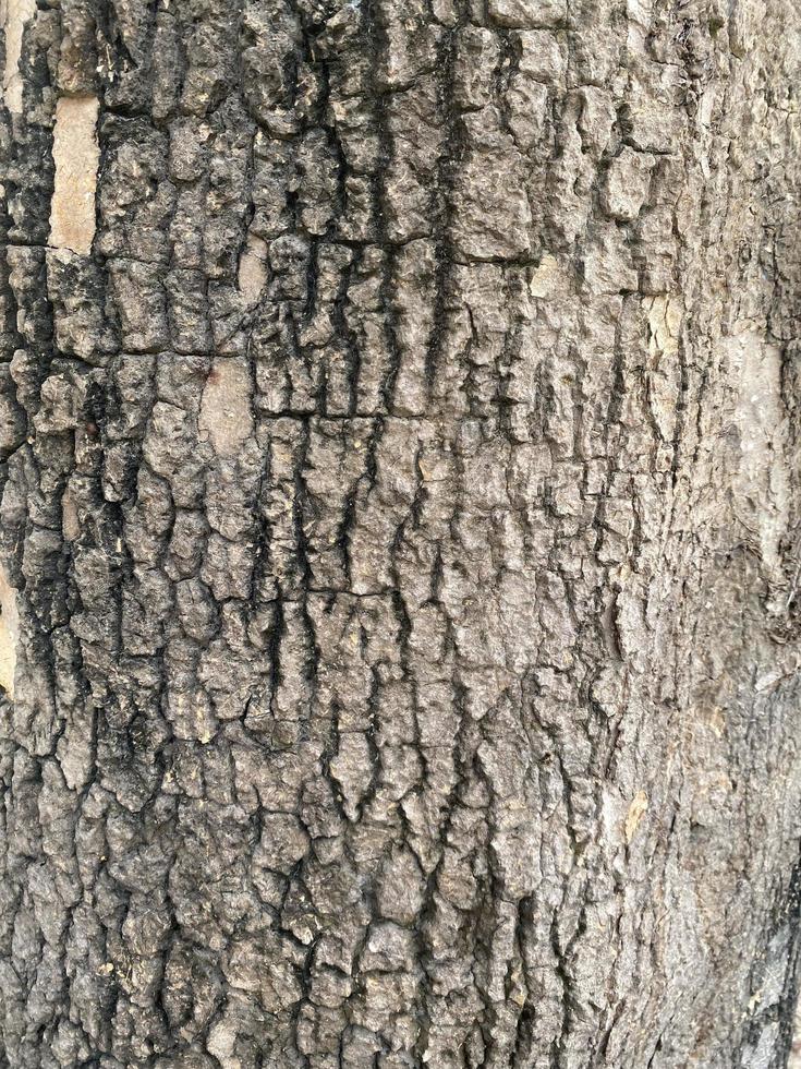 velho de madeira árvore textura fundo foto