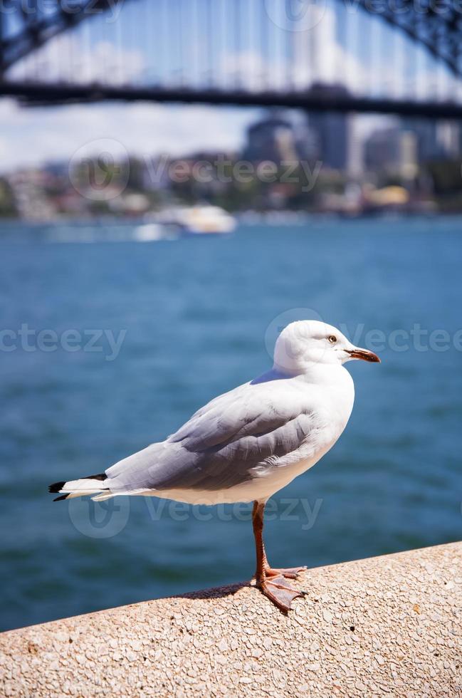 gaivota no porto foto