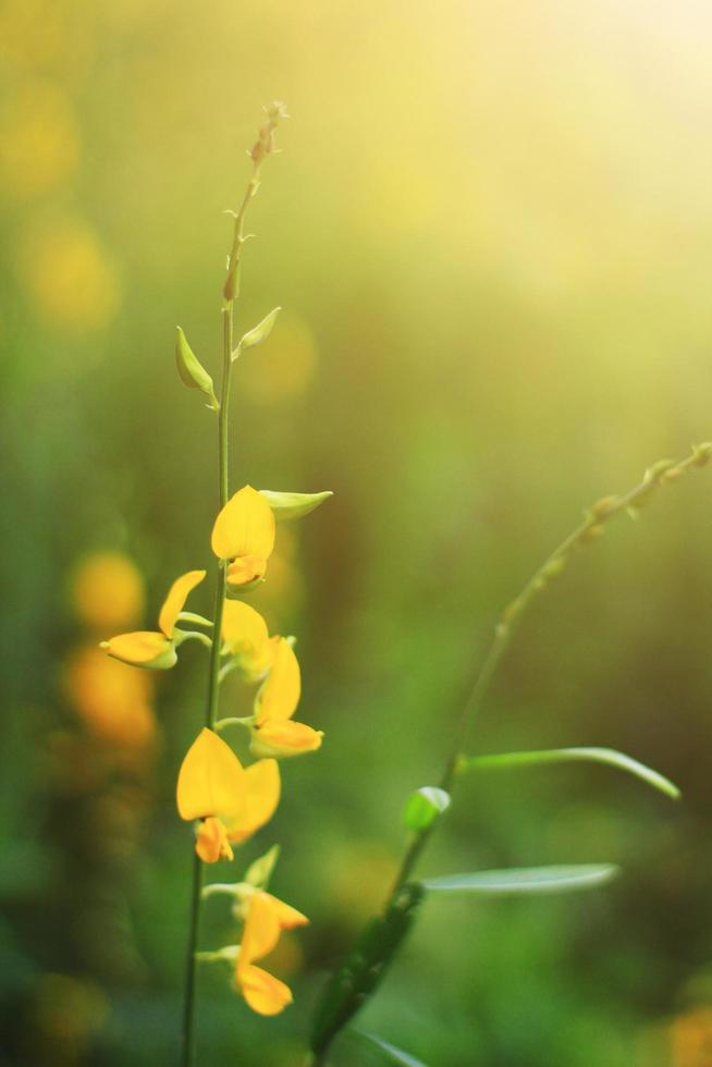 lindo amarelo Sol cânhamo flores ou crotalária Juncea Fazenda dentro lindo luz solar em a montanha dentro tailândia.a tipo do leguminosa. foto