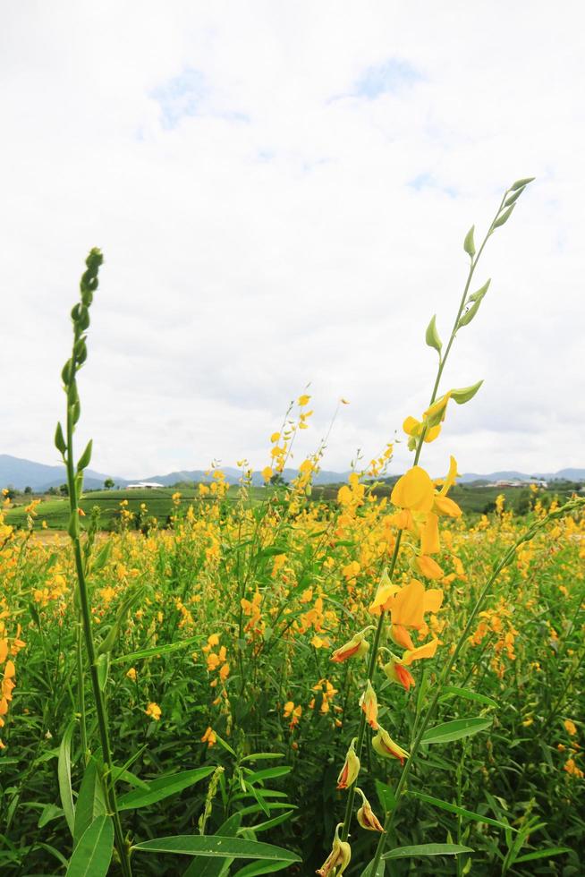 lindo amarelo Sol cânhamo flores ou crotalária Juncea Fazenda em a montanha dentro tailândia.a tipo do leguminosa. foto